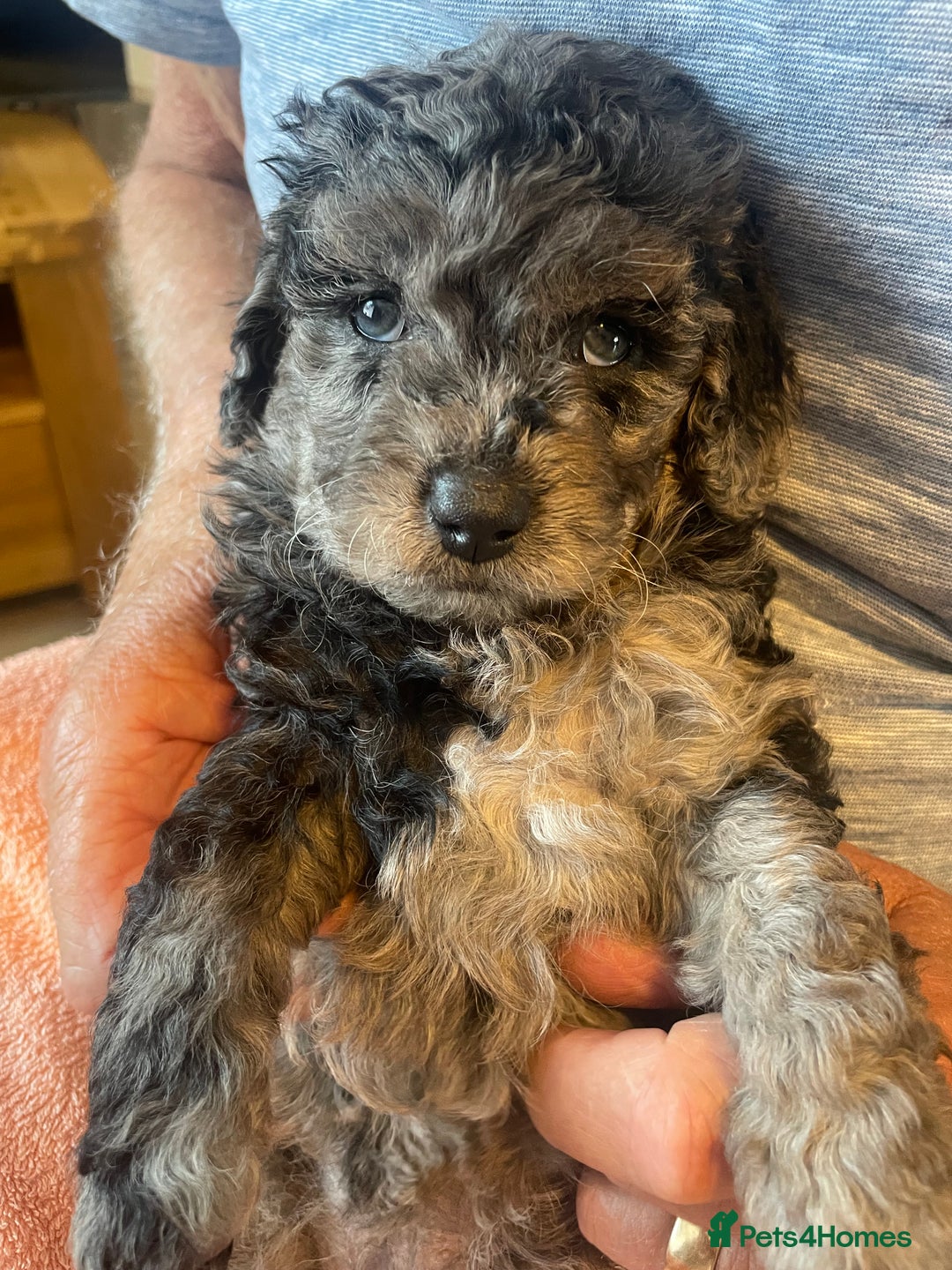 Cavapoo dogs for sale: Quality cavapoo puppies  - Image 12