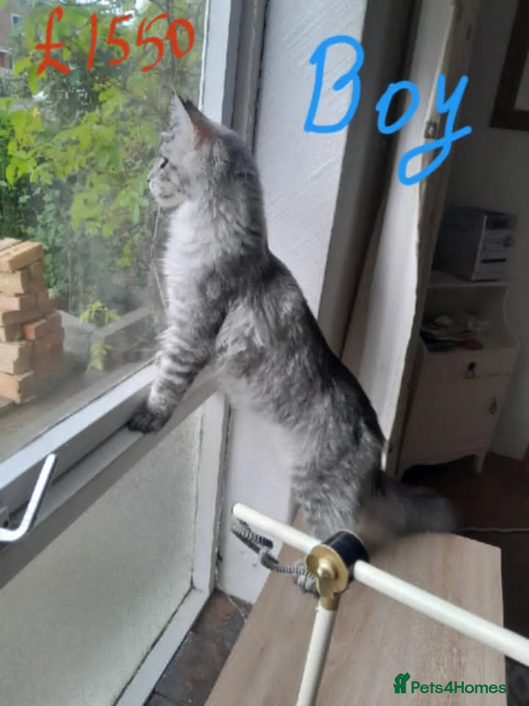 Maine Coon cats for sale: Polydactyl Black Silver girl/boy mainecoon TICA  - Advert 8