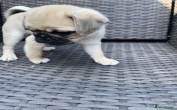 Pug dogs for sale: Pug Puppies  - Image 25