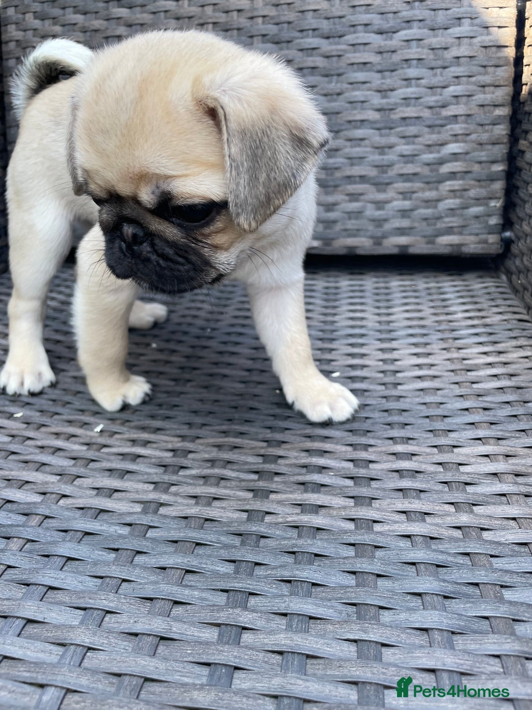 Pug dogs for sale: Pug Puppies  - Image 25