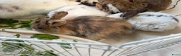 Mixed Breed rabbits for sale: Mix breed lion heads for sale in Stoke-on-Trent - Advert 6