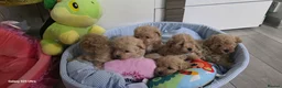 Maltipoo dogs for sale: Maltipoo F1 Toy - Advert 11