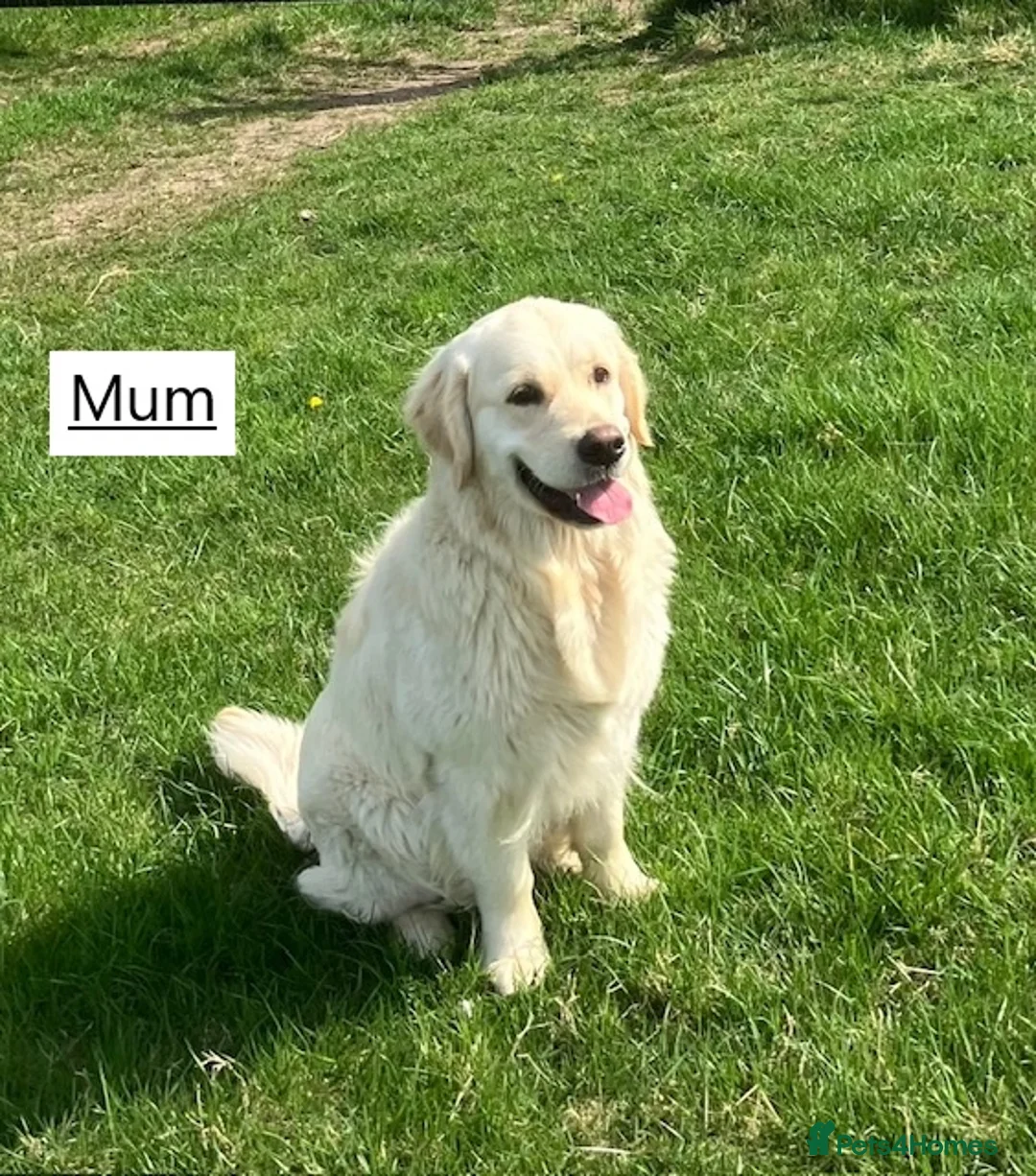 Golden Retriever dogs for sale: Beautiful retriever puppies, KC Reg/Health tested - Advert 17