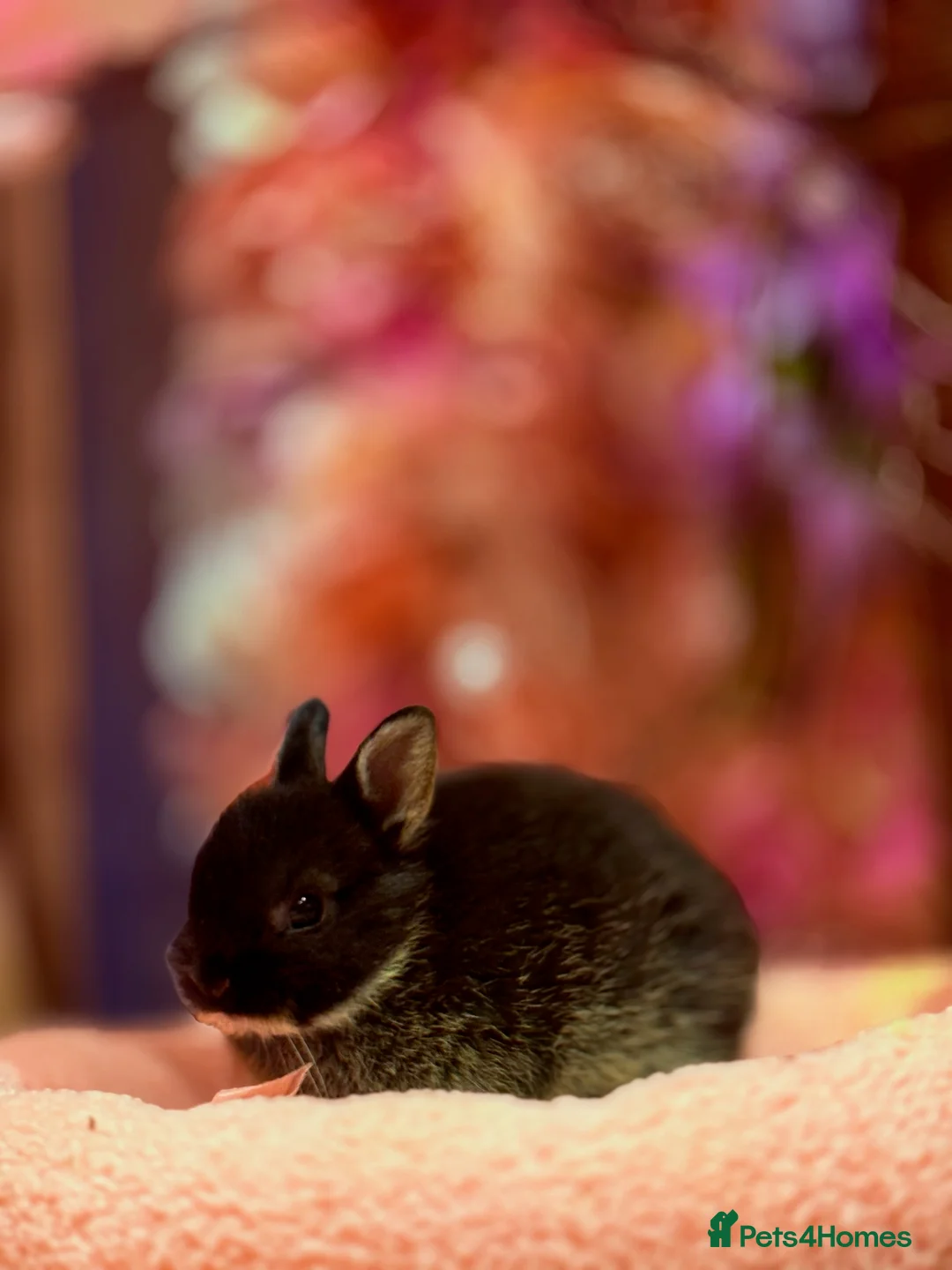 Netherland Dwarf rabbits for sale: Young Netherland dwarf Urgent need of rehoming  - Advert 29