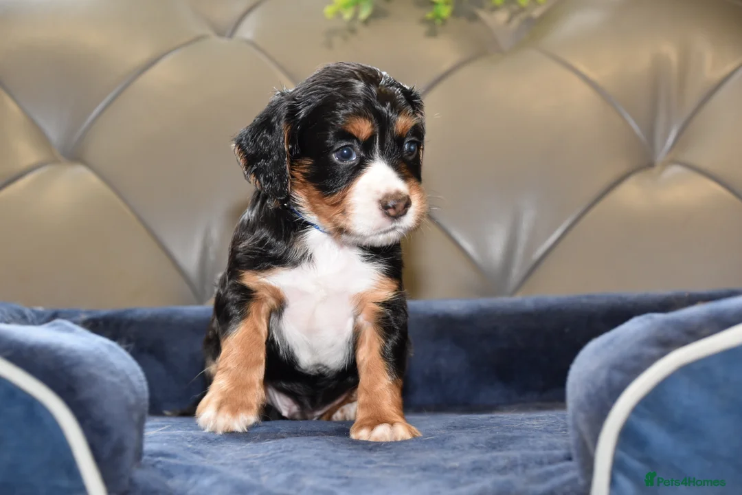 Cocker Spaniel dogs for sale: Kc Reg  Cocker Spaniel Puppies Health Tested - Advert 27