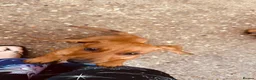 Dachshund dogs for sale: Beautiful dachshund pups  - Advert 3