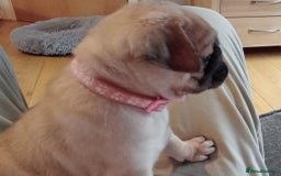 Pug dogs for stud: Casper - Image 13
