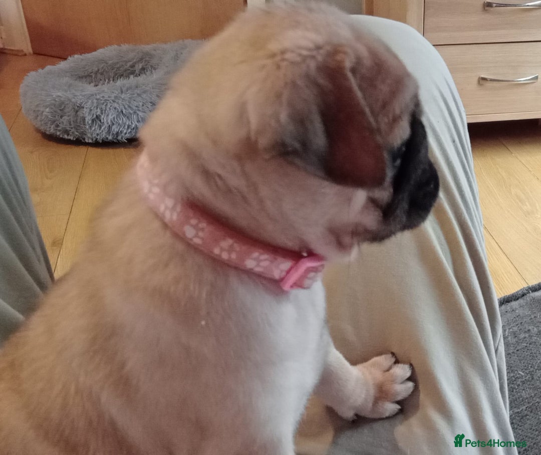 Pug dogs for stud: Casper - Image 13