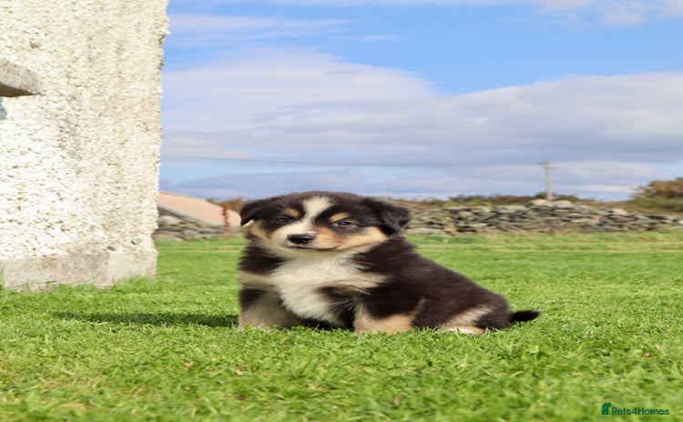 Miniature American Shepherd dogs - Advert 1