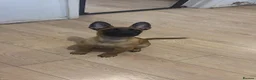 Belgian Shepherd Dog dogs for sale: Kc registered belgian malinois  - Advert 14