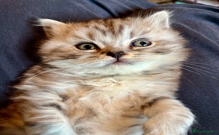 British Longhair cats - Advert 1