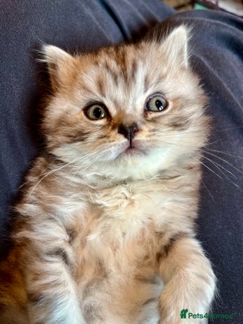 British Longhair cats - Advert 14