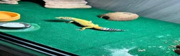 Leopard Gecko reptiles for sale: Leopard gecko  in Bournemouth - Advert 5
