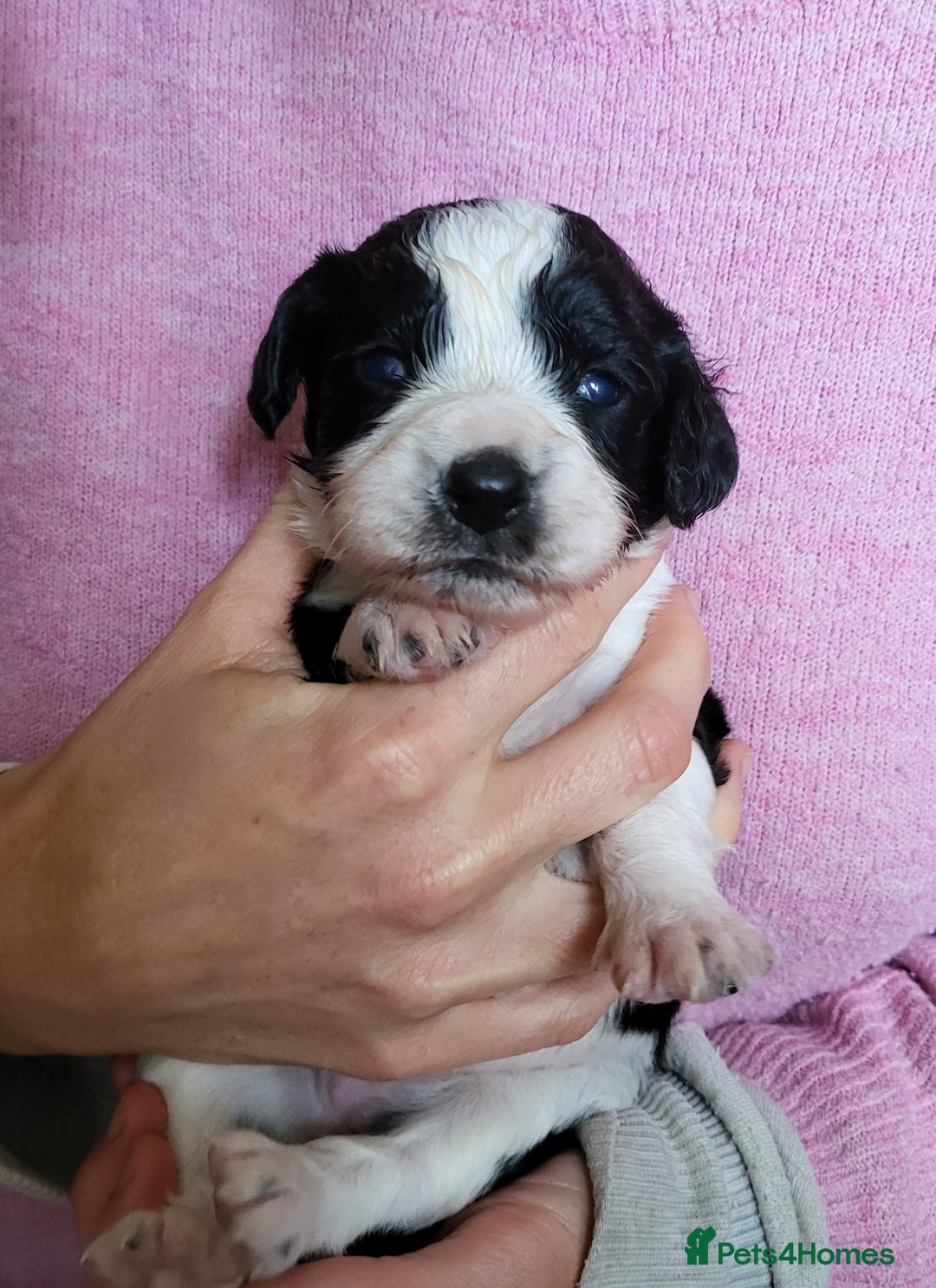 Mixed Breed dogs for sale: Spaniel Collie Cross Puppies  - Image 5