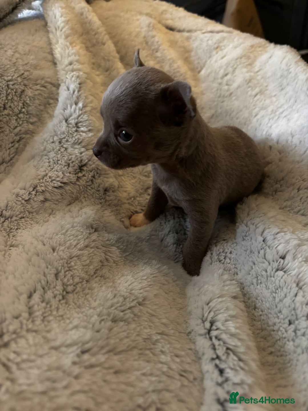 Chihuahua dogs for sale: Three Boy Chihuahuas | Lilac & Blue | Ready - Advert 20