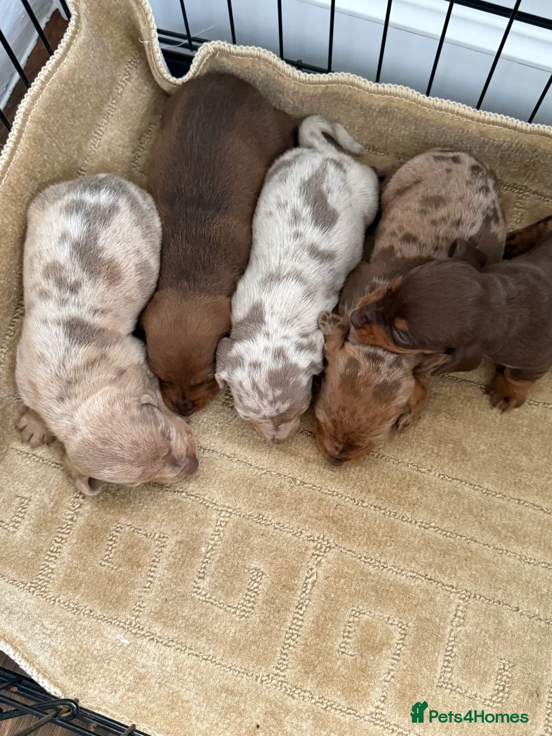 Dachshund dogs for sale: Dachshund puppies  - Advert 2