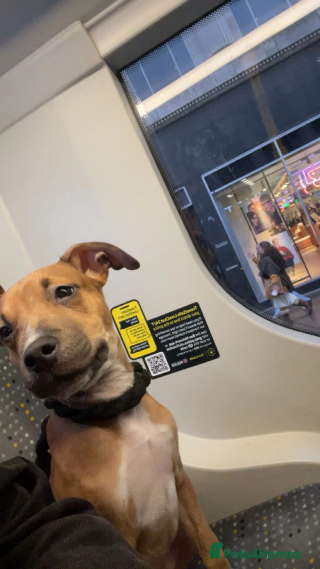 Mixed Breed dogs for sale: Greyhound cross lurcher  in Oldham - Advert 2