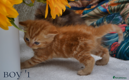 Exotic cats for sale: Stunning Persian Kittens!! - Image 4