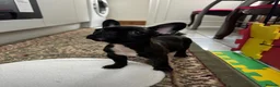 French Bulldog dogs for sale: 4 Beautiful French Buldog Puppies - Advert 16