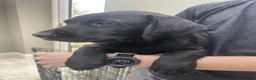 Labrador Retriever dogs for sale: KC registered Black Labrador  in Richmond - Advert 2