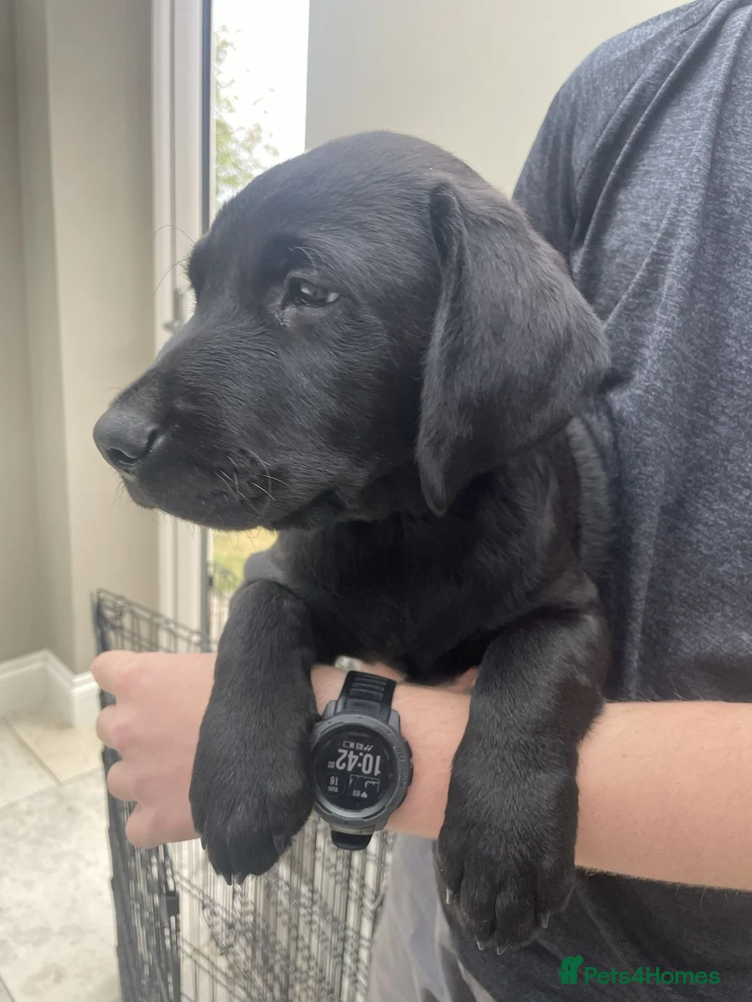 Labrador Retriever dogs for sale: KC registered Black Labrador  in Richmond - Advert 2