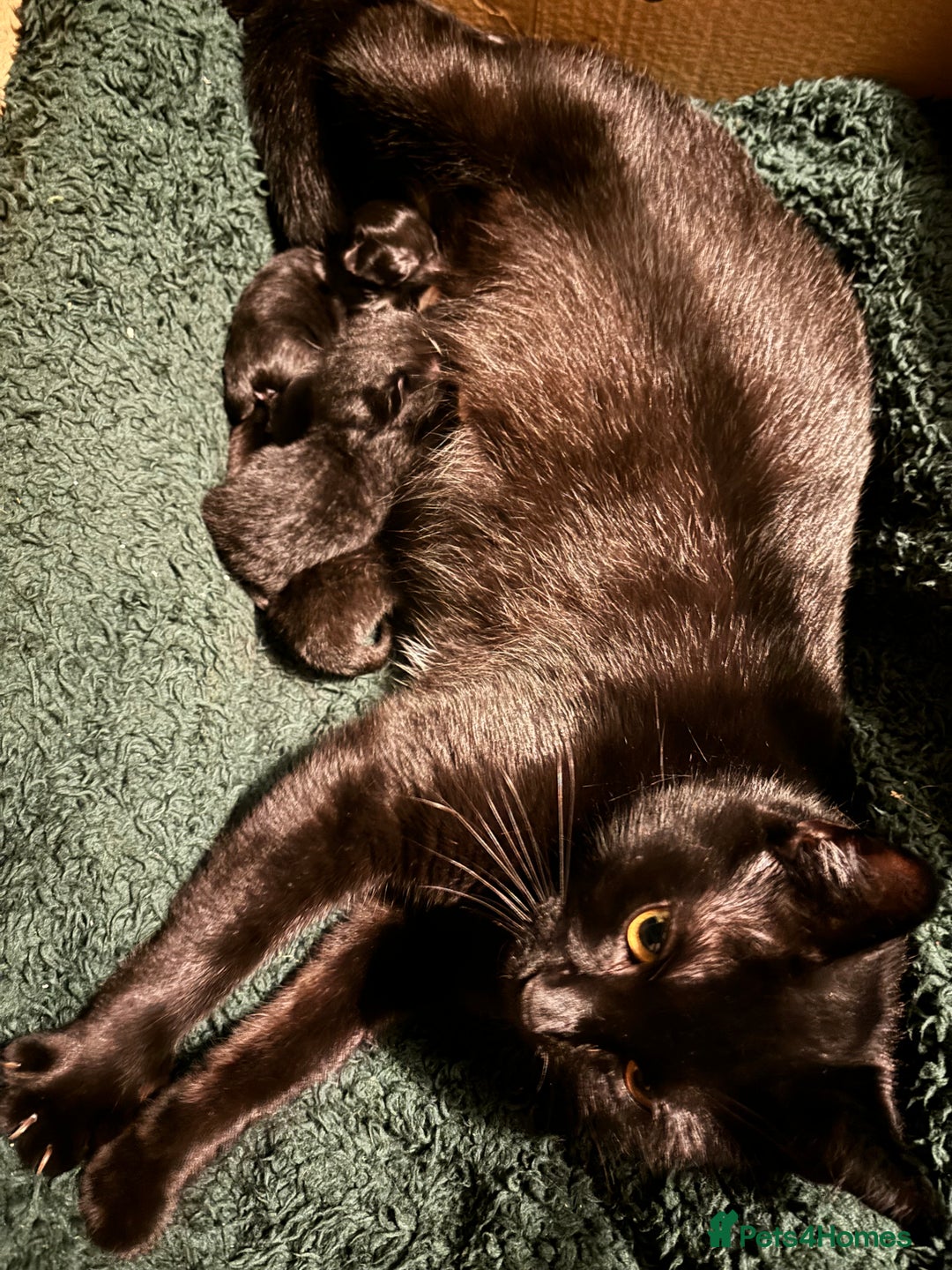 Mixed Breed cats for sale: Black and white kittens  - Advert 8