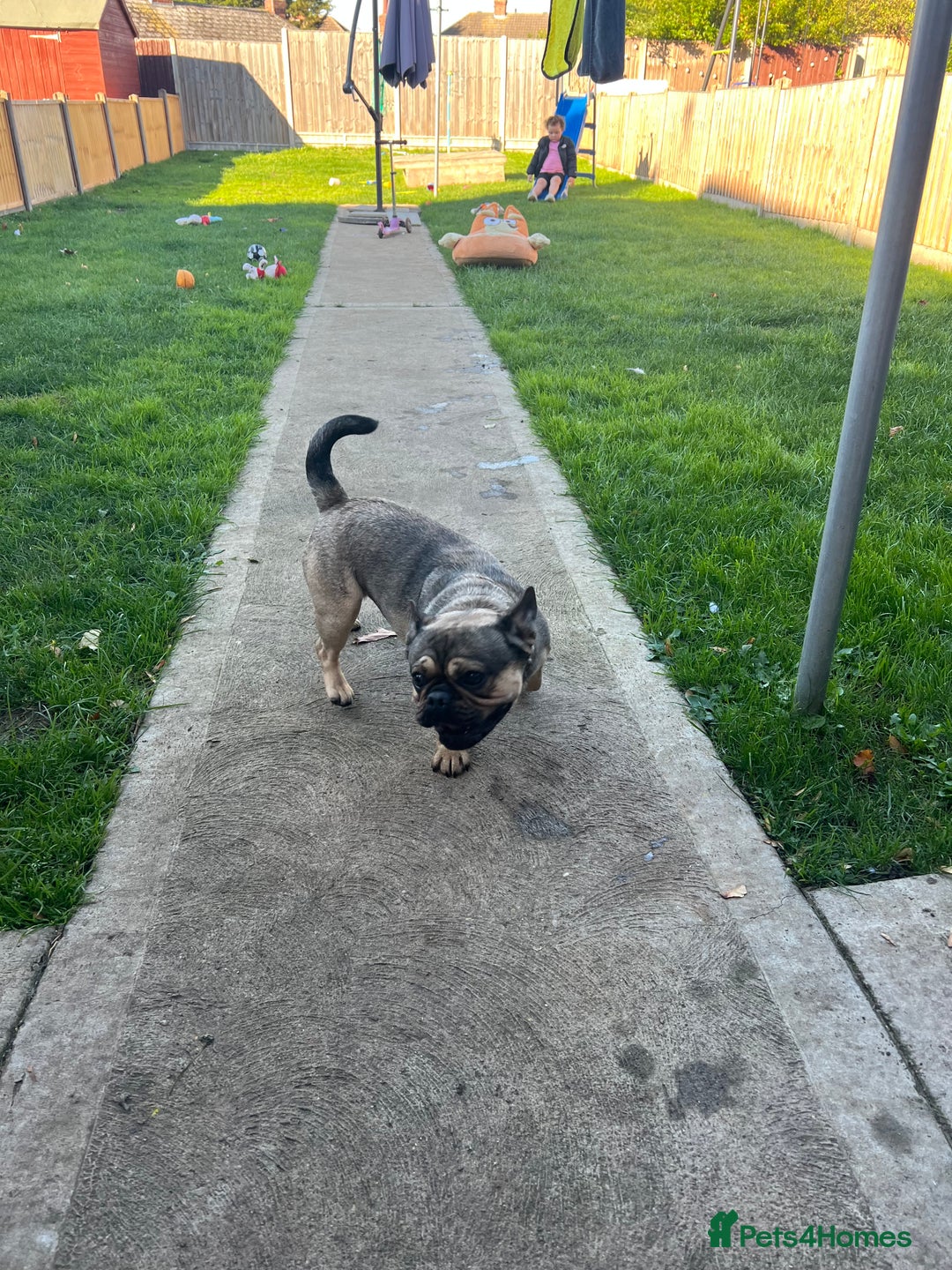 Frug dogs for sale: Tommy the Frug - Image 4