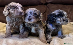 Cockapoo dogs for sale: Stunning cockapoo boys  - Image 3