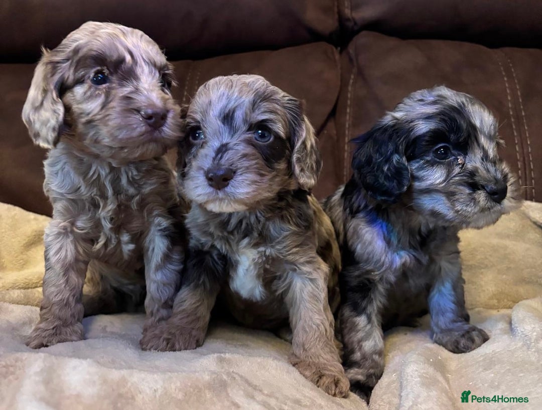 Cockapoo dogs for sale: Stunning cockapoo boys  - Image 3