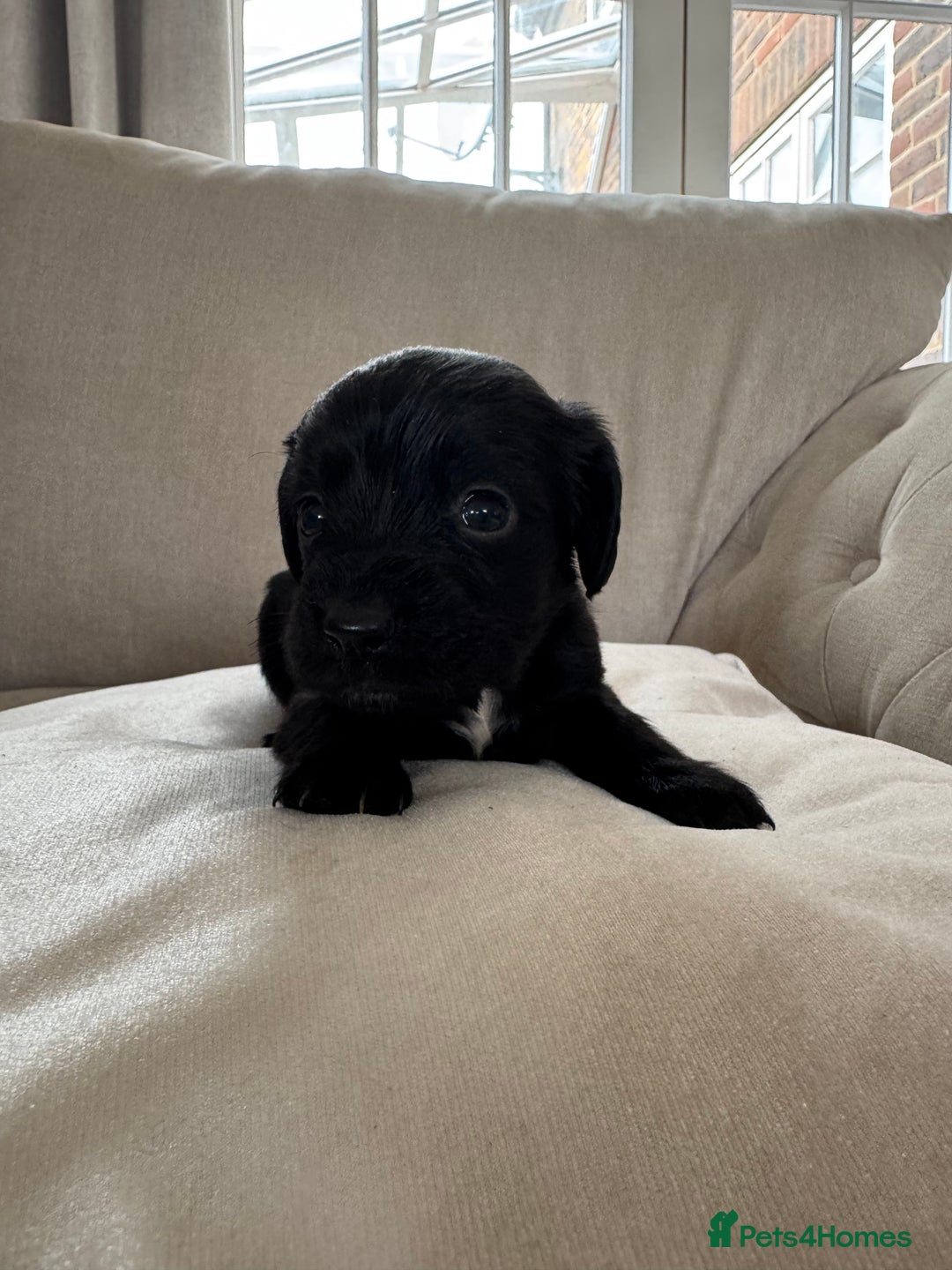 Cocker Spaniel dogs for sale: DNA Health Tested Merle Cocker Spaniel Puppies - Image 19