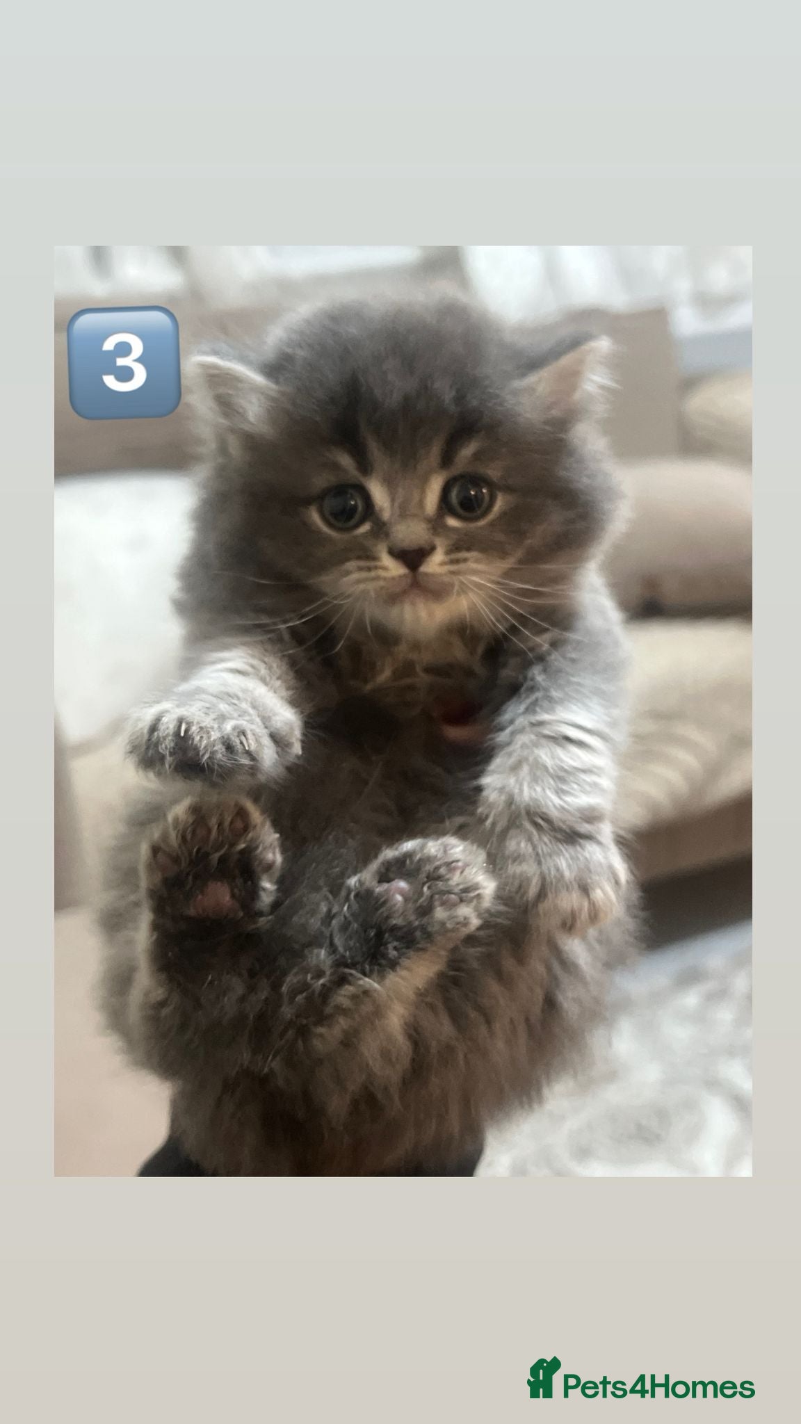 British Shorthair cats British Shorthair × British Longhair/ScottishFold - Advert 7