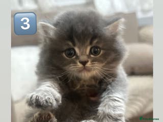 British Shorthair cats British Shorthair × British Longhair/ScottishFold - Advert 14