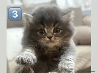 British Shorthair cats British Shorthair × British Longhair/ScottishFold - Advert 10