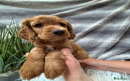 Cocker Spaniel dogs for sale: Outstandingly bred stunning worker cocker spaniels - Image 4