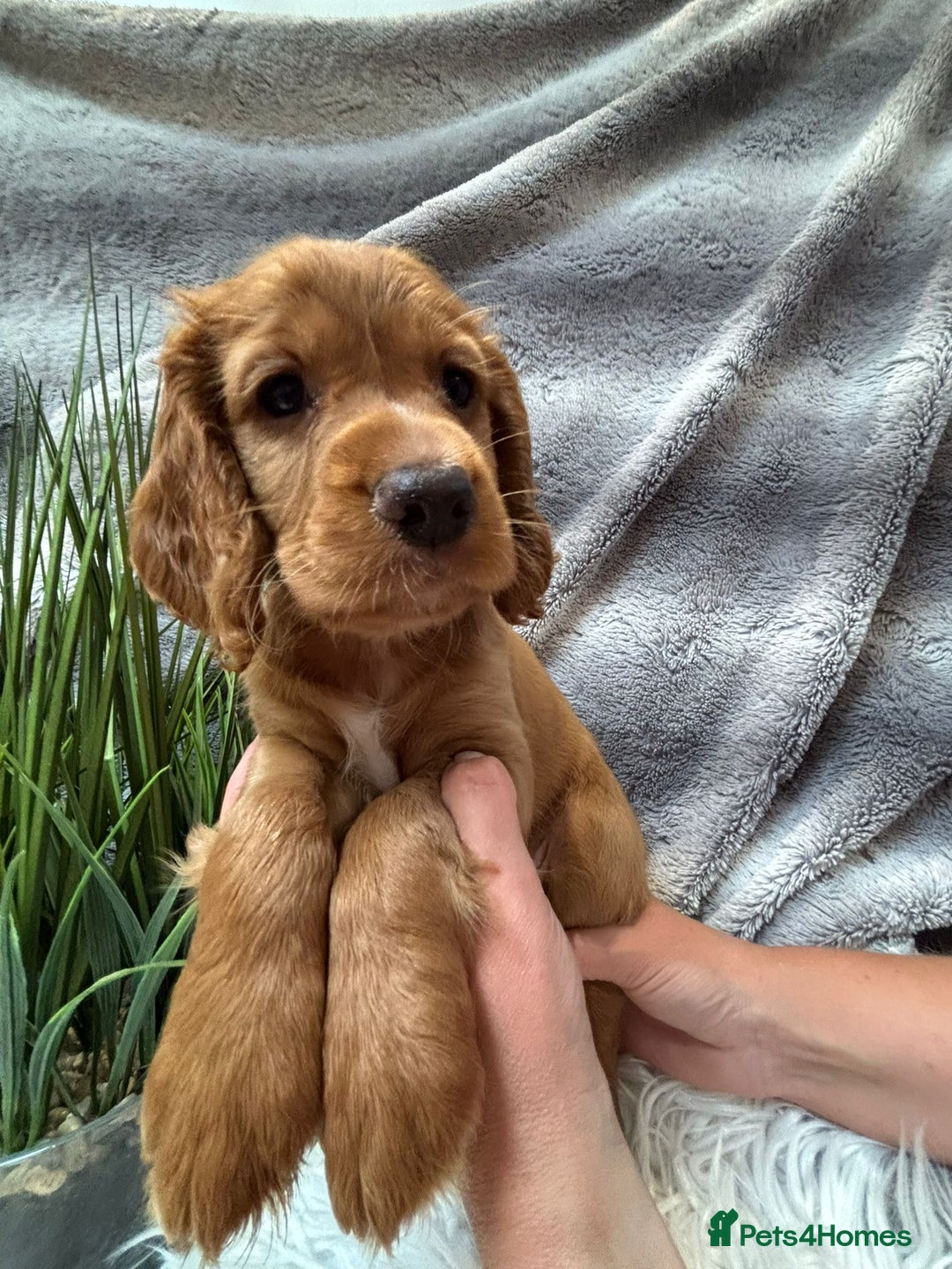 Cocker Spaniel dogs for sale: Outstandingly bred stunning worker cocker spaniels - Image 4