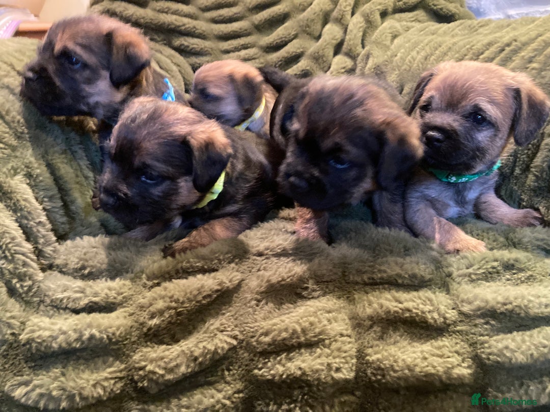 Border Terrier dogs for sale: Quality Border Terrier Puppies - Advert 10