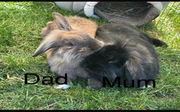 Lionhead rabbits for sale: lion-head  - Image 1