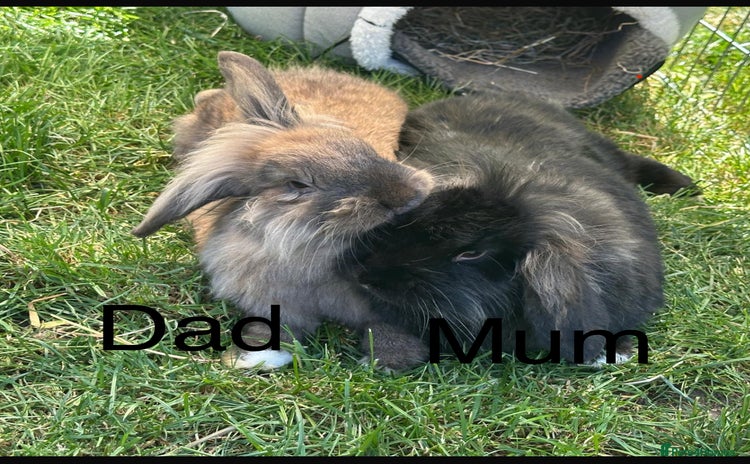 Lionhead rabbits - Advert 1