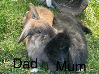 Lionhead rabbits - Advert 11