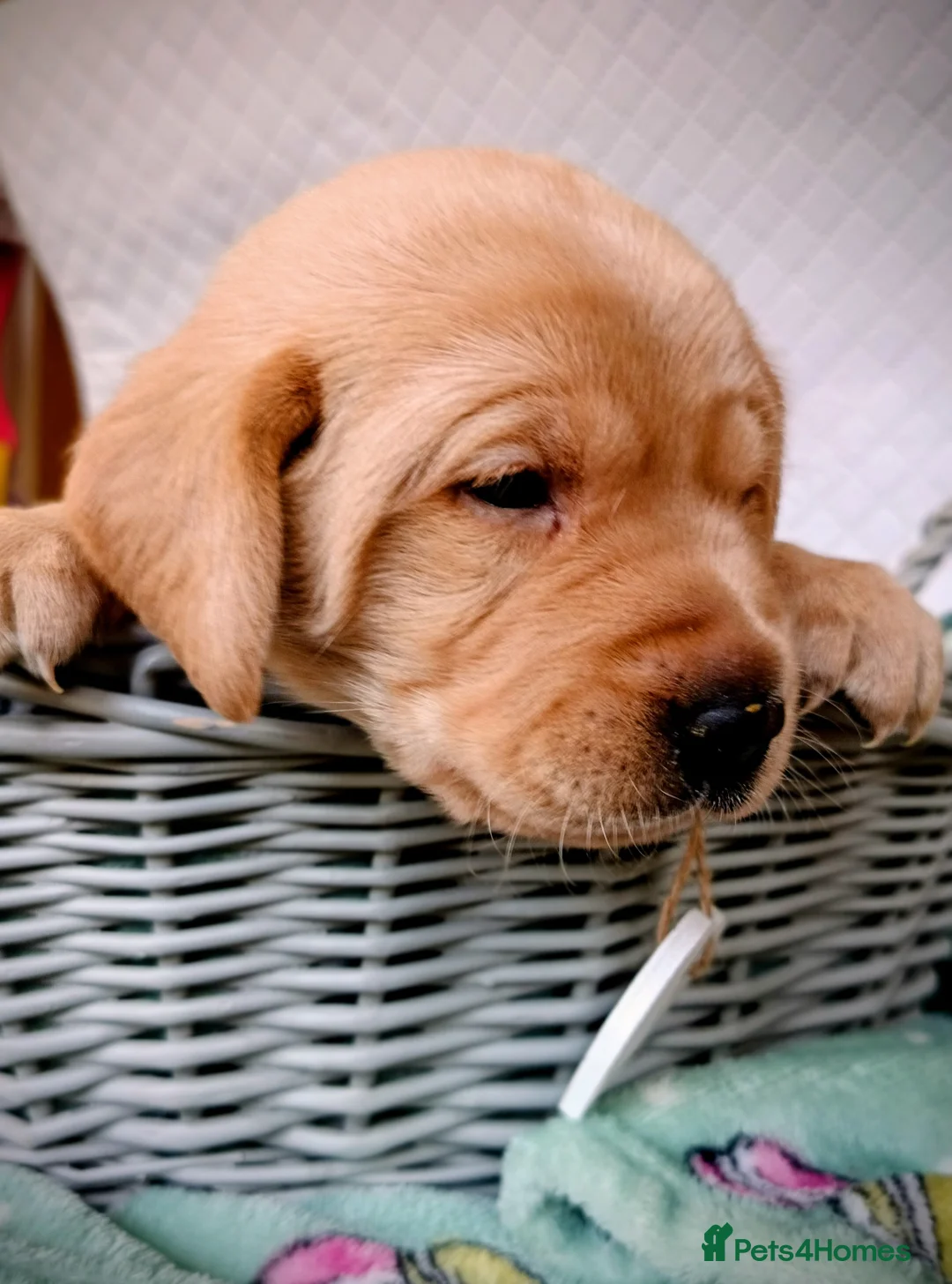 Labrador Retriever dogs for sale: KC reg yellow & black Labrador puppies socialised - Advert 4