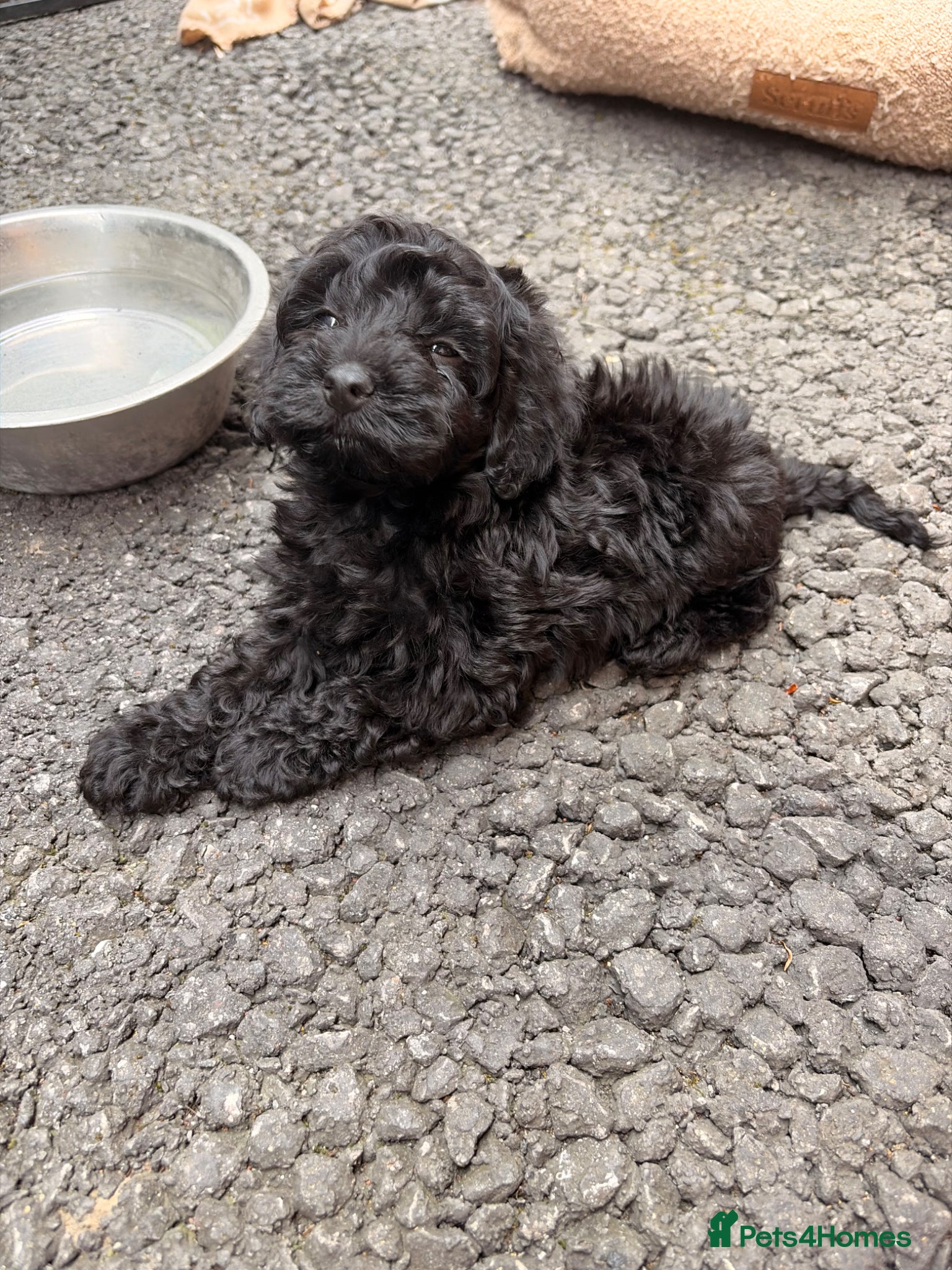 Cockapoo dogs 2 left Beautiful F1 cockapoo puppys - Advert 2