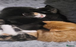 Mixed Breed cats for sale: Beautiful kittens needing loving homes - Image 5