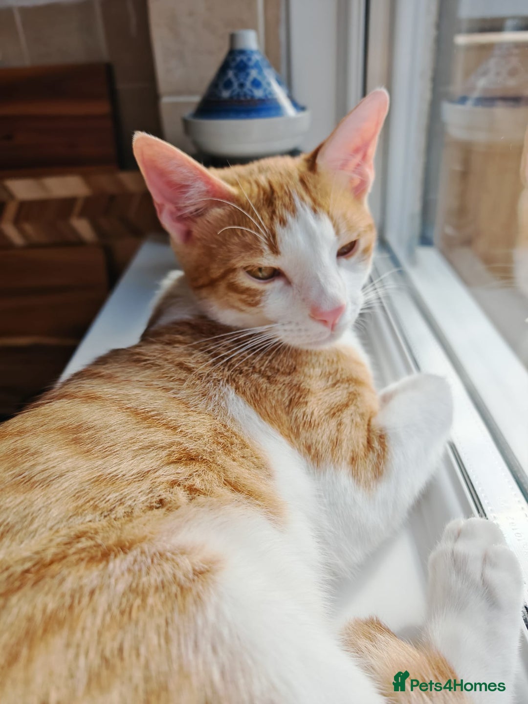 Arabian Mau cats for sale: Meet Lincoln – The 6 Month Old Arabian Mau... - Image 3