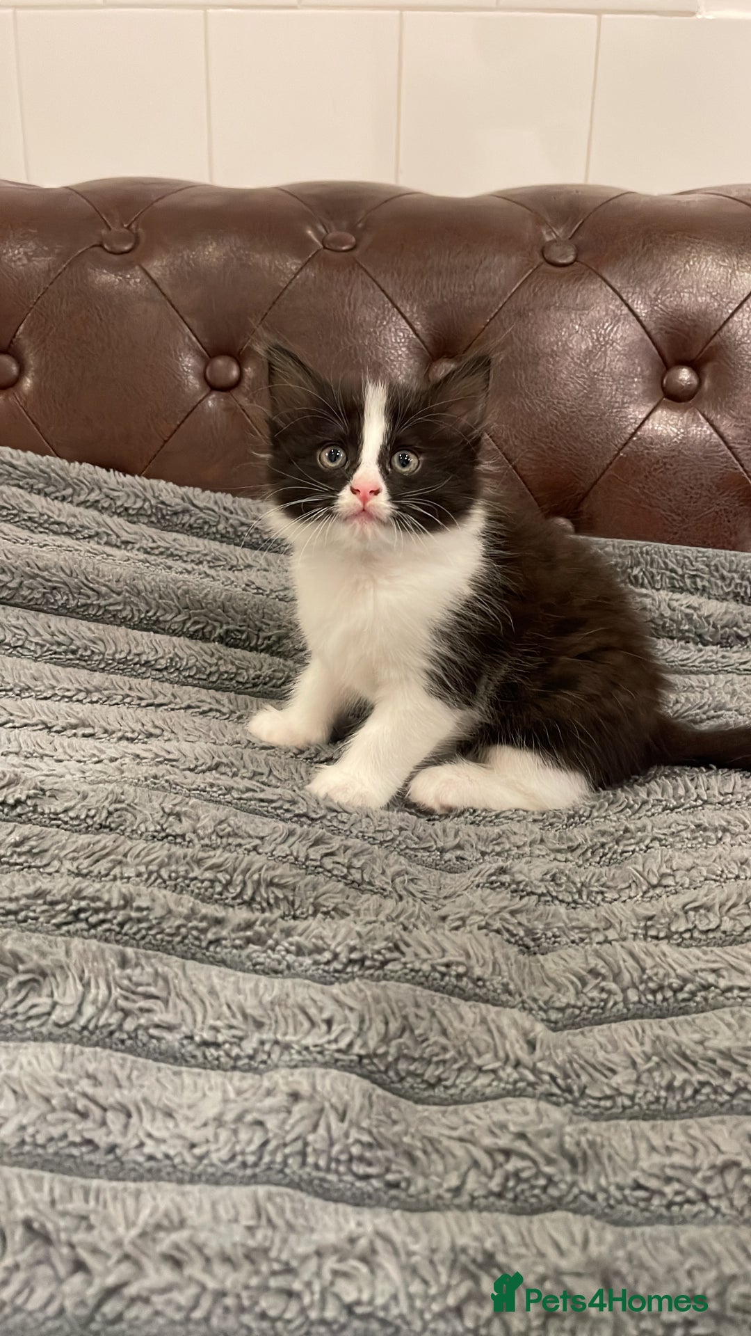 Mixed Breed cats for sale: 4 little kittens to sale  - Advert 4