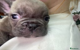 French Bulldog dogs for sale: Brindle & Fawn French Bulldog Puppies - Image 20
