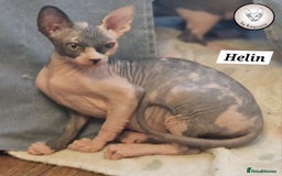 Sphynx cats for sale: ❤️ beautiful Canadian Sphynx ❤️ - Image 1