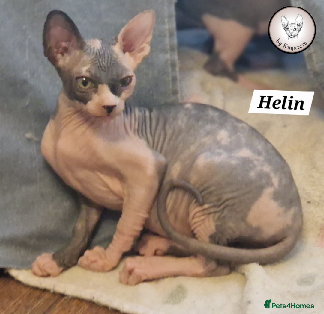 Sphynx cats for sale: ❤️ beautiful Canadian Sphynx ❤️ - Image 1