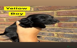 Sprocker dogs for sale: 7 beautiful sprocker puppies  - Image 7