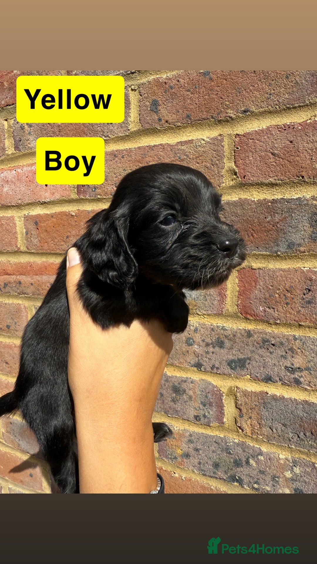 Sprocker dogs for sale: 7 beautiful sprocker puppies  - Image 7