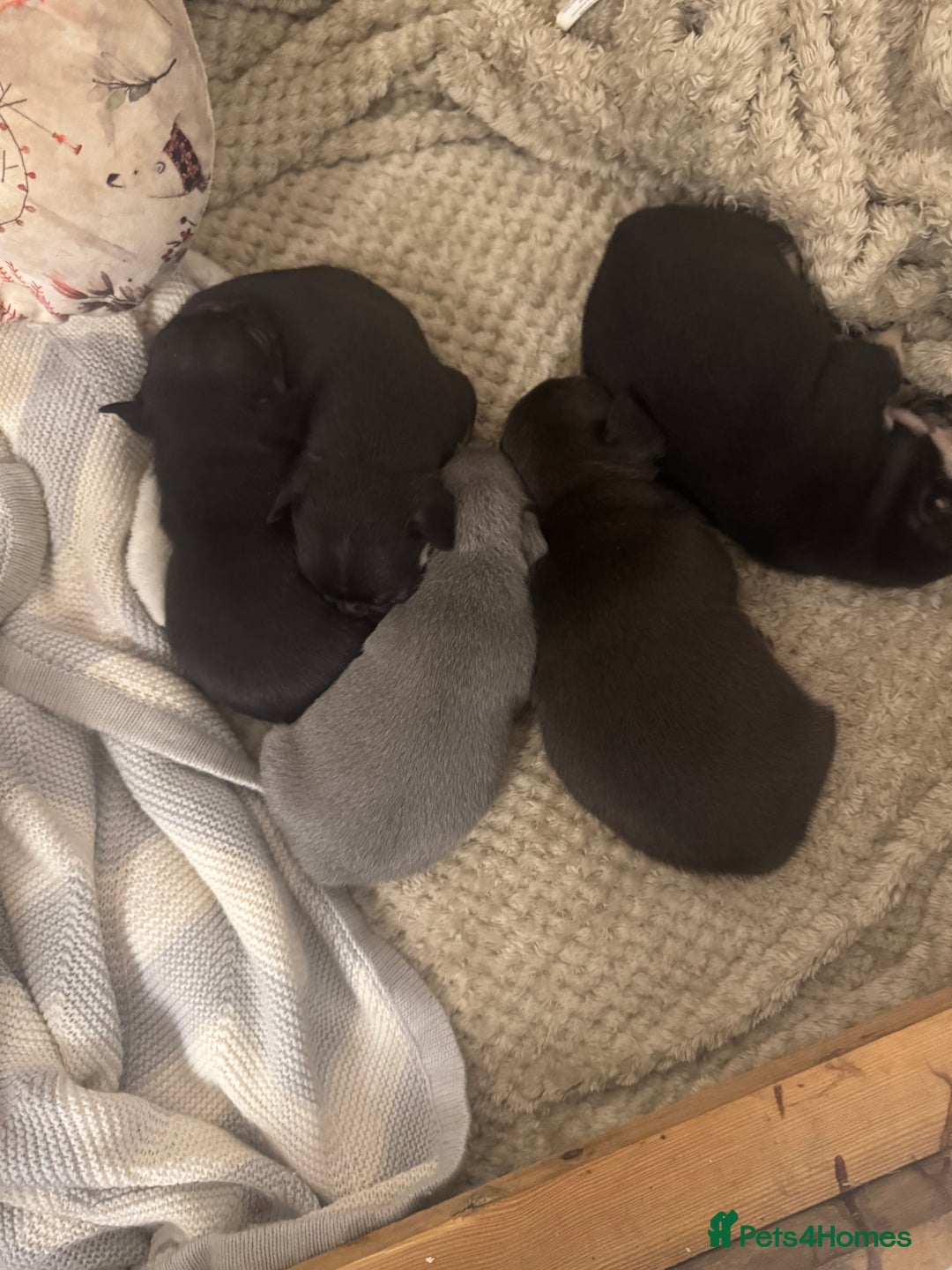 French Bulldog dogs for stud: 🖤PABLO🖤 - Image 5